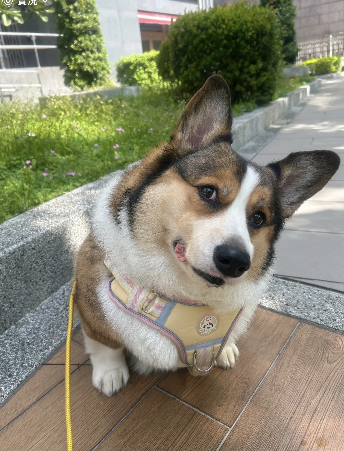 亮亮在戶外歪著頭看向鏡頭