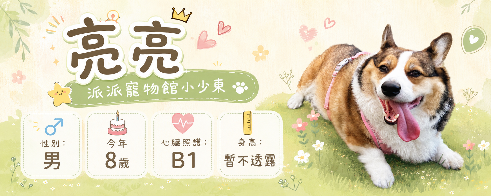 亮亮，派派寵物館小少東，男生，今年八歲，心臟照護 B1，身高暫不透露